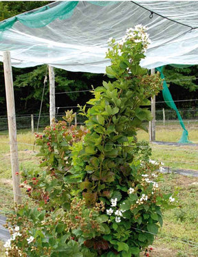 2 Mûriers Reuben - jardins - Rubus fruticosus Reuben