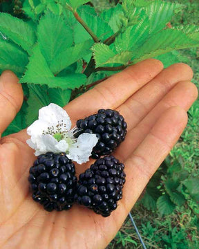 2 Mûriers Reuben - Fruitiers : Arbres et arbustes - Rubus fruticosus Reuben