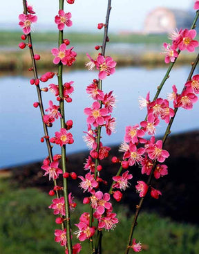 Abricotier du Japon - Arbres - Prunus mume Beni Chidori