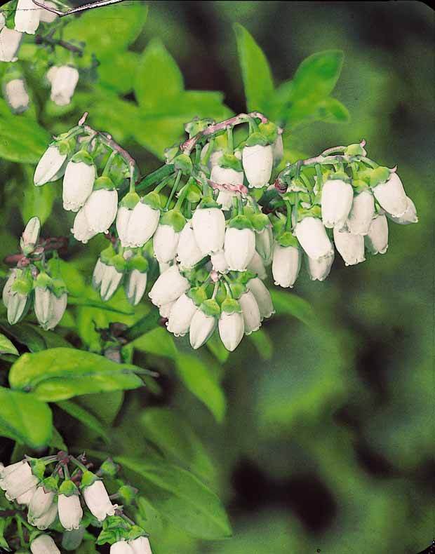 2 Myrtilliers Giant Patriot - jardins - Vaccinium corymbosum Giant Patriot