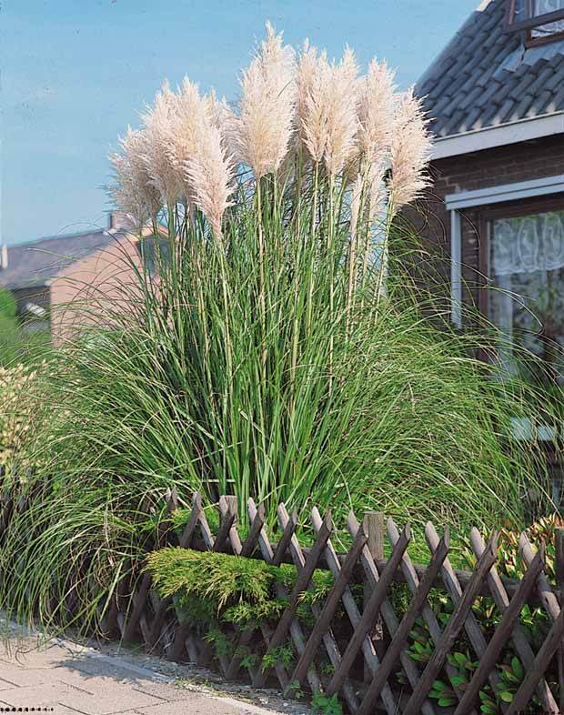 2 Herbes de la pampa blanches - Plantes - Cortaderia selloana Monstruosa