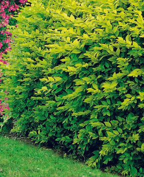 40 Troènes dorés - Haie de 10 m linéaire - Arbustes - Ligustrum ovalifolium aureum