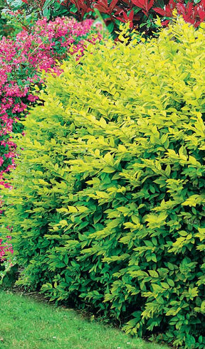 10 Troènes dorés - Haie de 2,5 m linéaire - jardins - Ligustrum ovalifolium aureum