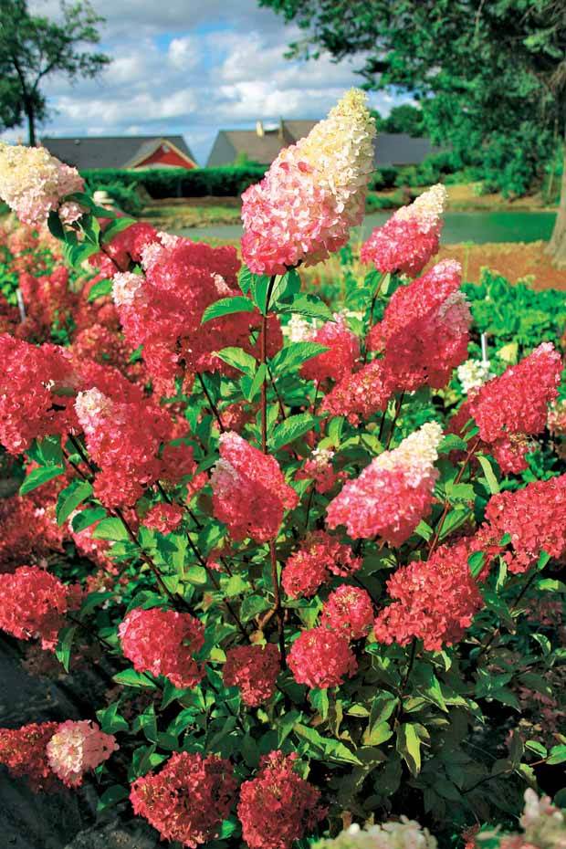 2 Hortensias Fraise Melba® Renba - Arbustes - Hydrangea paniculata Fraise Melba® Renba