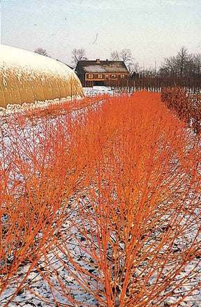 2 Cornouillers fluo - Cornouillers - Cornus sanguinea Winter Flame ® Anny