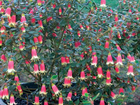 Corrée Clochettes de Canberra - Arbustes - Correa Canberra bells