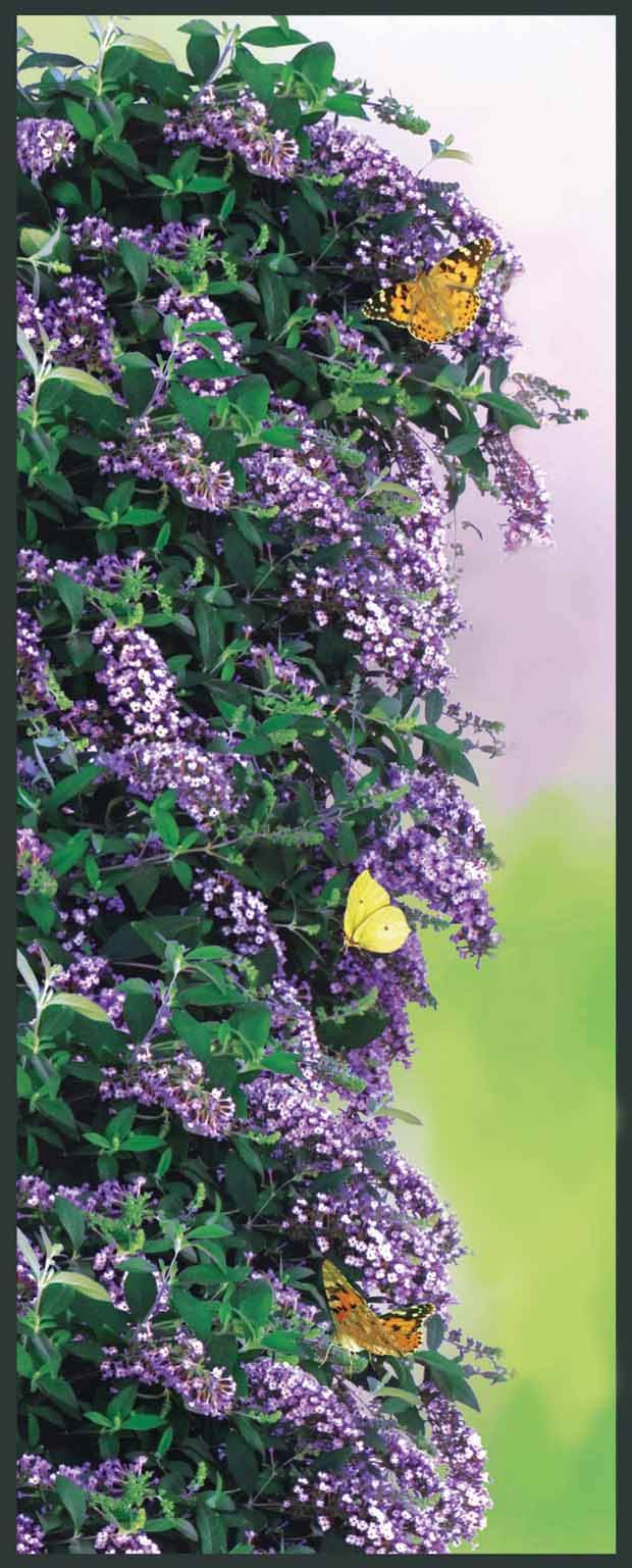 Arbre aux papillons Butterfly wall - Arbres aux papillons - Buddleia Butterfly wall