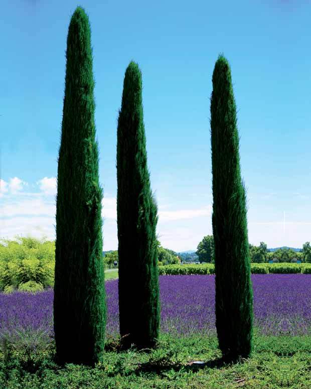 2 Cyprès Totem - Plantes - Cupressus sempervirens Totem