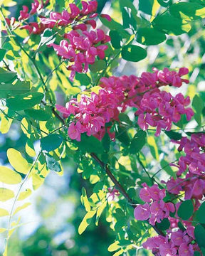 Acacia rose - jardins - Robinia hispida rosea