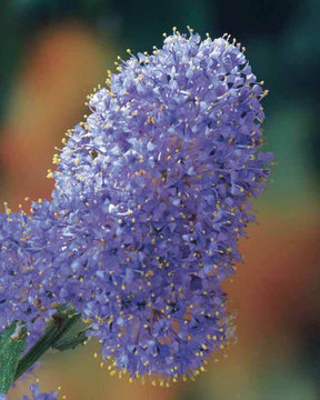 2 Céanothes Victoria ou Lilas de Californie - jardins - Ceanothus impressus Victoria