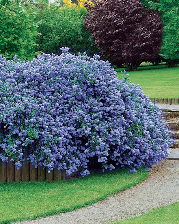 2 Céanothes Victoria ou Lilas de Californie - Arbustes - Ceanothus impressus Victoria