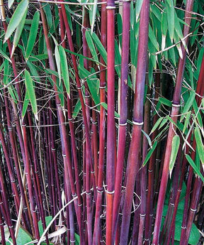 20 Bambous à cannes rouges, Bambou des pandas - Haie de 20 m long - Arbustes - Fargesia scabrida Asian Wonder