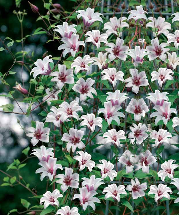 Clématite Princesse Kate (rosée) - jardins - Clematis texensis Princess Kate 