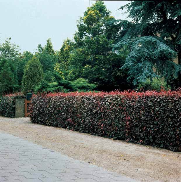 10 Hêtres pourpres - Haie de 3 m linéaire - Plantes - Fagus sylvatica Purpurea