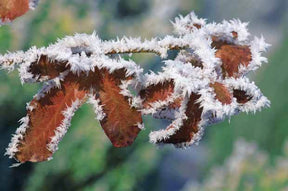 10 Hêtres pourpres - Haie de 3 m linéaire - Arbres - Fagus sylvatica Purpurea