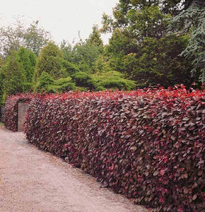 10 Hêtres pourpres - Haie de 3 m linéaire - Arbres - Fagus sylvatica Purpurea