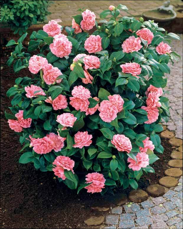 Camelia japonica