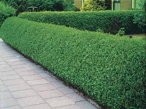 20 Troènes verts - Haie de 10 m linéaire - jardins - Ligustrum ovalifolium