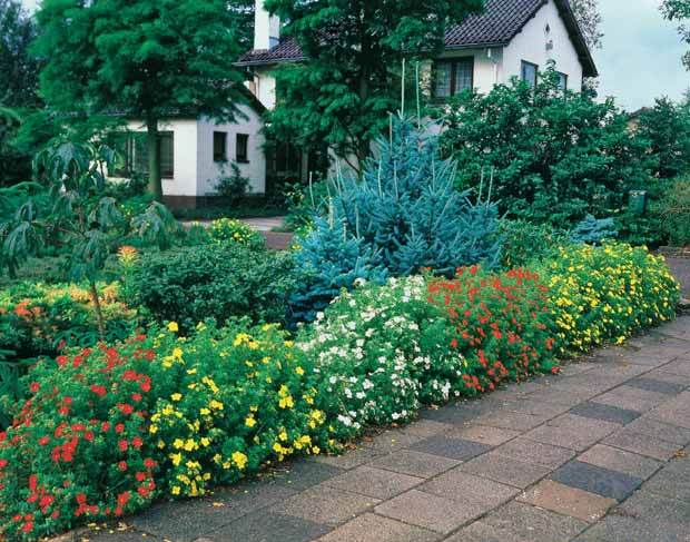 15 Potentilles assorties : orange, jaune, blanche Haie de 7,5 m long - Plantes - Potentilla ‘Hopley’s’ orange, Goldfinger jaune, ‘Abbotswood’ blanch