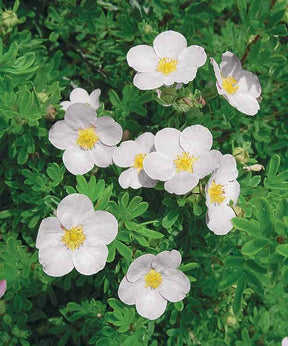 15 Potentilles assorties : orange, jaune, blanche Haie de 7,5 m long - jardins - Potentilla ‘Hopley’s’ orange, Goldfinger jaune, ‘Abbotswood’ blanch