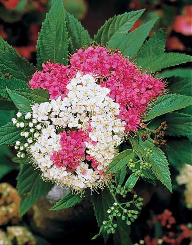 6 Spirées tricolores - Haie de 3 m linéaire - jardins - Spirea japonica Shirobana