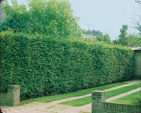 60 Charmes - Haie de 21 m linéaire - jardins - Carpinus betulus