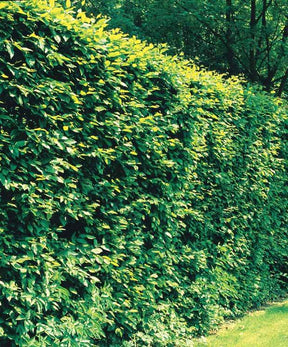 60 Charmes - Haie de 21 m linéaire - Arbustes de haie - Carpinus betulus