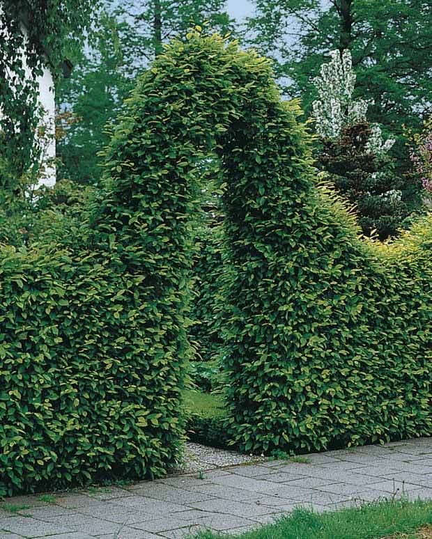 40 Charmes - Haie de 14 m linéaire - Arbustes - Carpinus betulus