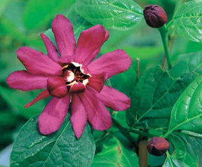 Arbre aux anémones rouge - Arbustes - Sinocalycanthus x raulstonii Hartlage Wine