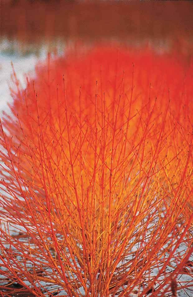 2 Cornouillers fluo - Arbustes - Cornus sanguinea Winter Flame ® Anny