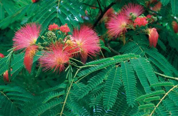 Albizia rose - Arbustes - Albizia julibrissin Rosea