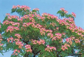 Albizia rose - Albizia - Albizia julibrissin Rosea