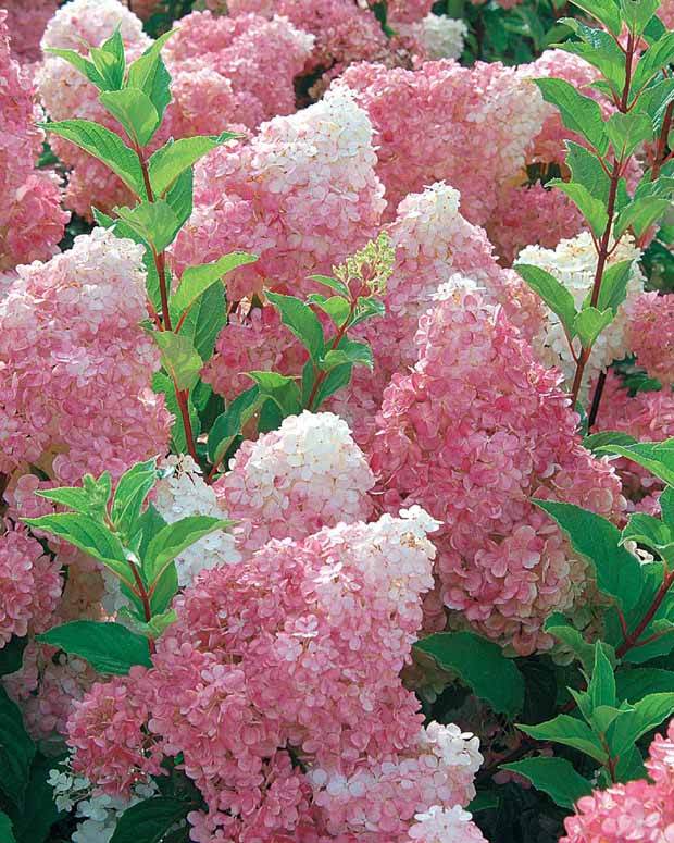 2 Hortensias Vanille Fraise® Renhy - Arbustes - Hydrangea paniculata Vanille Fraise® Renhy