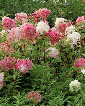 2 Hortensias Vanille Fraise® Renhy - Plantes - Hydrangea paniculata Vanille Fraise® Renhy