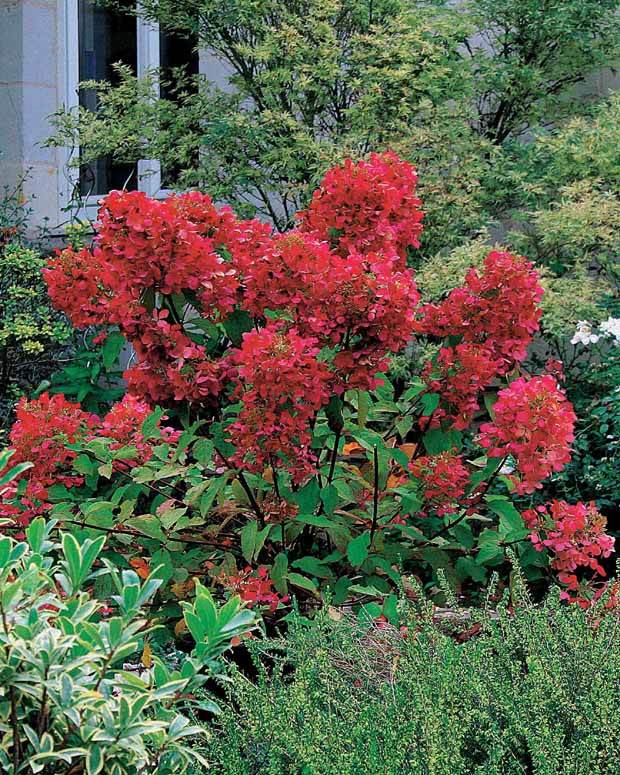 2 Hortensias à panicules Diamant Rouge - Arbustes - Hydrangea paniculata Diamant rouge ® Rendia