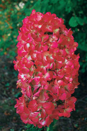 2 Hortensias à panicules Diamant Rouge - Hortensias - Hydrangea paniculata Diamant rouge ® Rendia