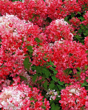 2 Hortensias à panicules Diamant Rouge - Plantes - Hydrangea paniculata Diamant rouge ® Rendia