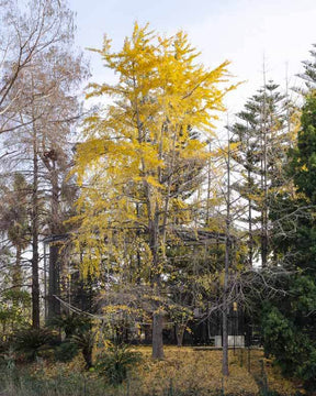 Ginkgo biloba Arbre aux quarante écus - Arbres - Ginkgo biloba