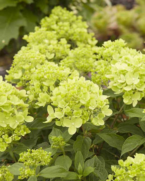 Hortensia paniculé Little Lime - Hortensias - HYDRANGEA PANICULATA LITTLE LIME