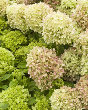 Hortensia paniculé Little Lime - Arbustes - HYDRANGEA PANICULATA LITTLE LIME