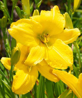 Hémérocalle Mary Todd - Fleurs vivaces - Hemerocallis Mary Todd