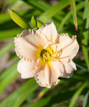 Hémérocalle Lullaby Baby Lys d un jour - Fleurs vivaces - Hemerocallis Lullaby Baby