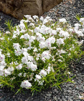 Phlox mousse Maischnee - Fleurs vivaces - PHLOX SUBULATA MAISCHNEE