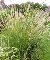 Herbe aux écouvillons érigée - Graminées - PENNISETUM MACROURUM