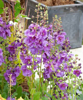 Molène Sugar Plum - jardins - Verbascum Sugar Plum