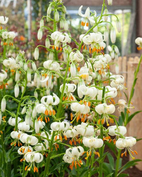 Lys Snowy morning - Bulbes à fleurs - Lilium Snowy morning 