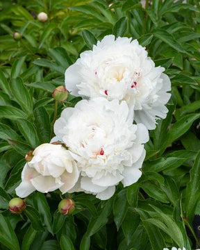 Pivoine Festiva Maxima - jardins - Paeonia lactiflora Festiva Maxima 