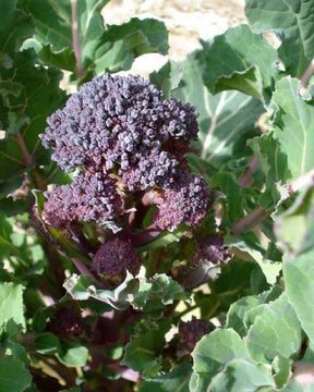 Chou Brocoli Early Purple Sprouting BIO - Choux - Chou Brocoli Early Purple Sprouting BIO 