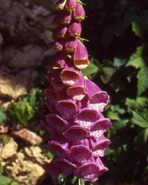 Digitale Gant de Notre dame - Fleurs vivaces - Digitalis purpurea