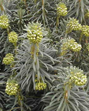 Euphorbe des garrigues - jardins - Euphorbia characias